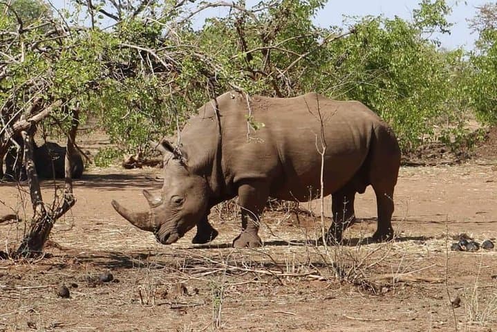 Victoria Falls Guided Tour and Rhino Walking Safari from Livingstone photo 3