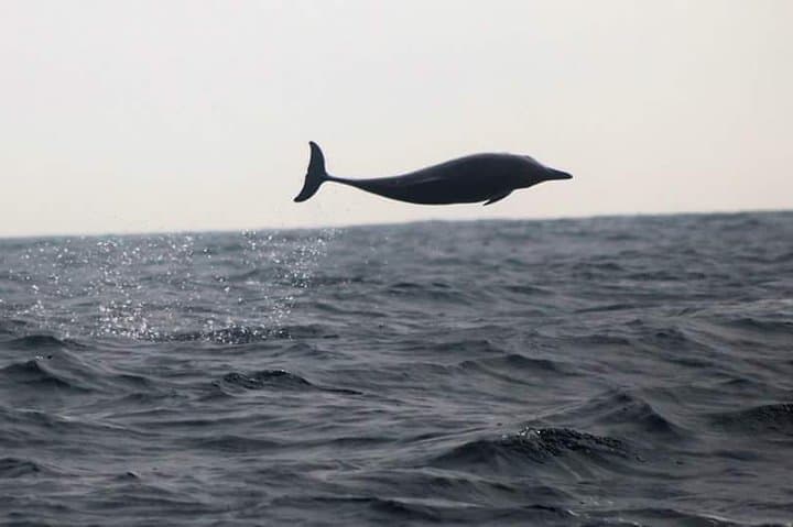 Dolphin Safari in Nazaré: Coastal Boat Tour & Wildlife Watching photo 2