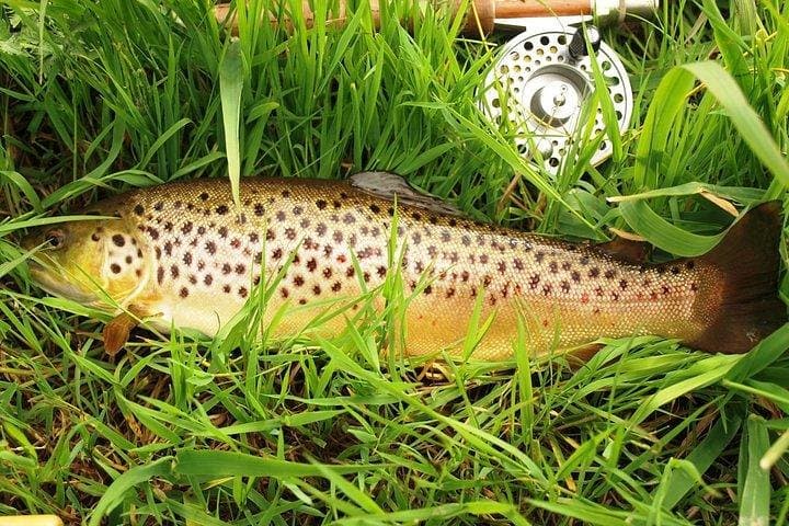 Full-Day Wild Brown Trout Fishing on Lough Corrib with a French-Speaking Ghillie