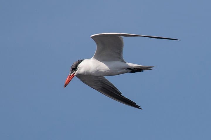 Self-Guided Birding in Monte Gordo — 5-Day Algarve Blue-Sky Itinerary photo 4