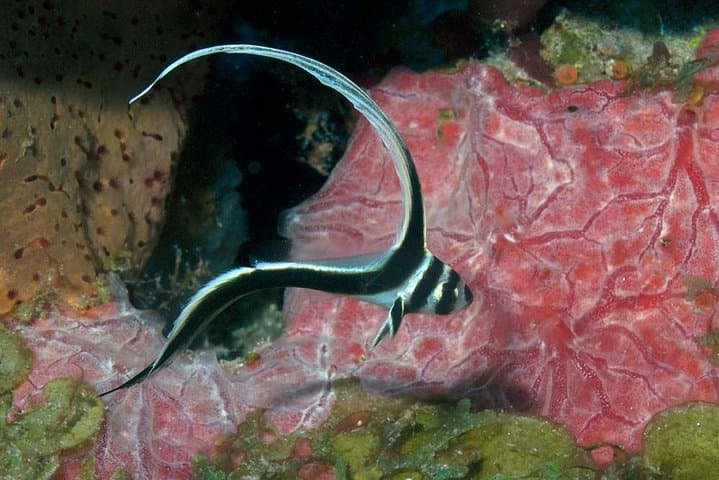 Aruba 1-Tank Guided Dive: Southern Reefs & Wrecks for Certified Divers photo 3