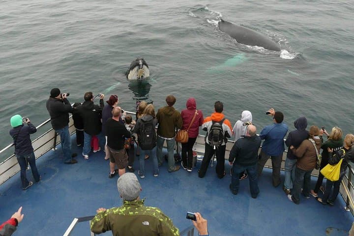 Puffins, Whales & Icebergs: Witless Bay Cruise from St. John's