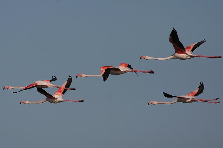 Ria Formosa Birdwatching Escape: 8-Day Self-Guided Tavira Tour photo 3