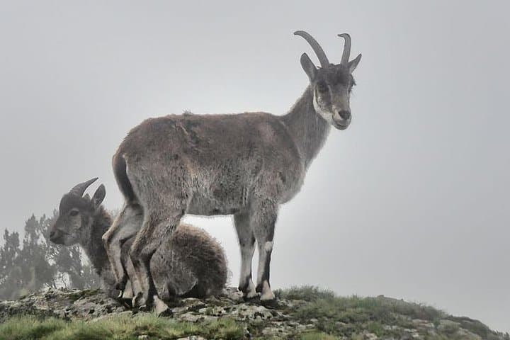 4-Day Simien Mountains Trek: Ras Dejen, Geladas & High-Plateau Camping photo 2