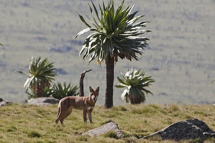 4-Day Simien Mountains Trek: Ras Dejen, Geladas & High-Plateau Camping photo 4