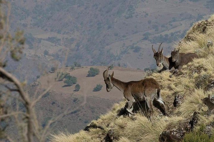 4-Day Simien Mountains Trek: Ras Dejen, Geladas & High-Plateau Camping photo 6