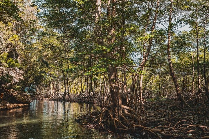 Exploring Los Haitises: Half-Day Boat Tour from Las Terrenas and Samaná photo 5