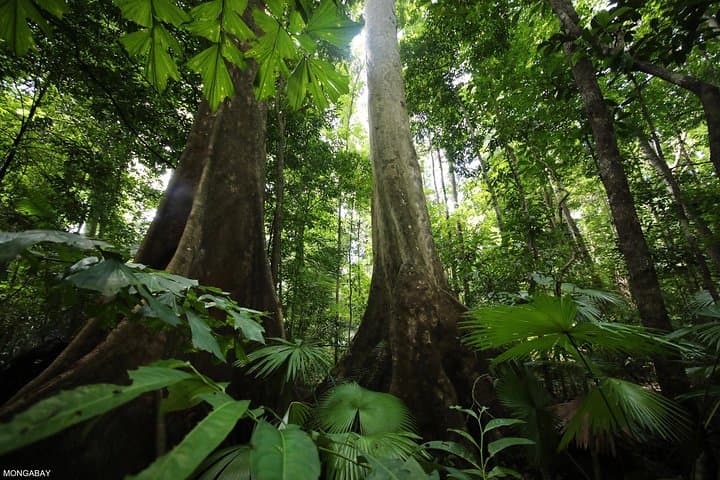 Exploring Los Haitises: Half-Day Boat Tour from Las Terrenas and Samaná photo 4