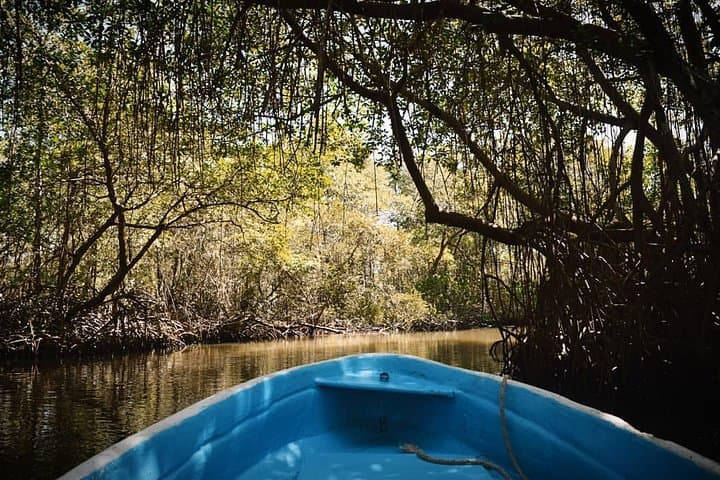 Exploring Los Haitises: Half-Day Boat Tour from Las Terrenas and Samaná photo 6