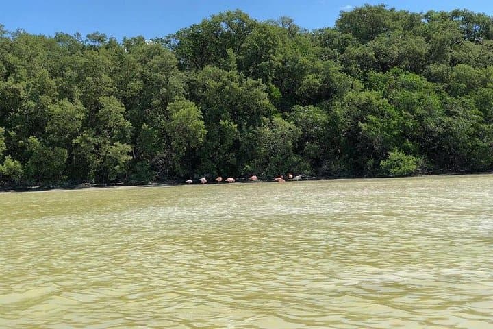 Celestún Flamingo Boat Tour — Isla Pájaros, Mangroves & Beach Day Trip photo 3