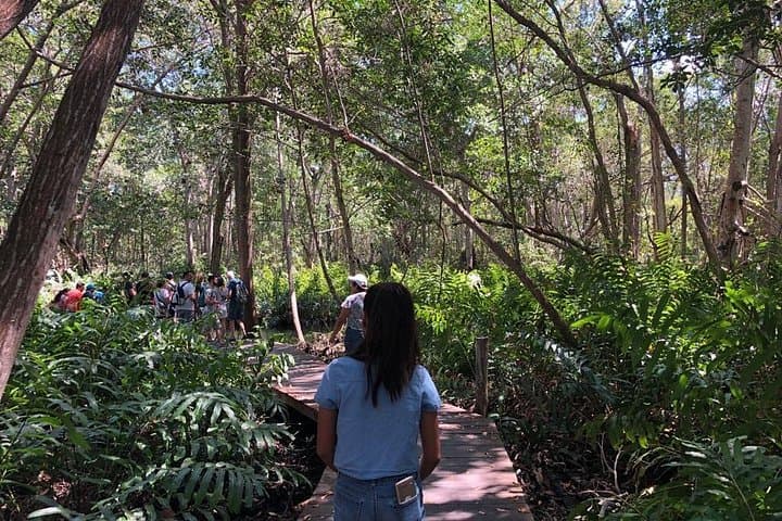 Celestún Flamingo Boat Tour — Isla Pájaros, Mangroves & Beach Day Trip photo 4