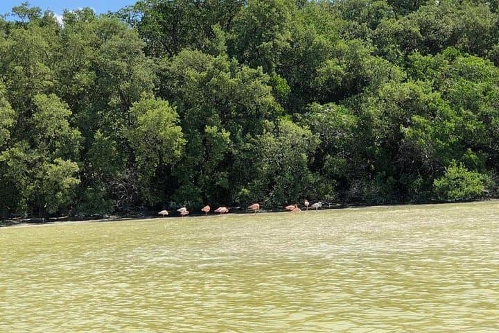 Celestún Flamingo Boat Tour — Isla Pájaros, Mangroves & Beach Day Trip photo 1