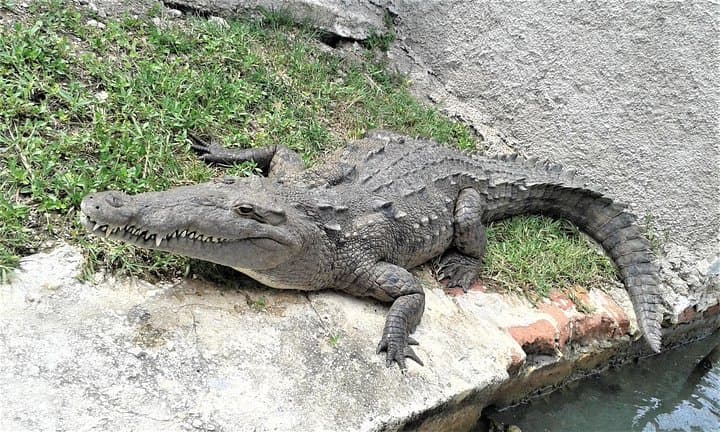 Private YS Falls and Black River Safari: South Coast Jamaica Full-Day Tour photo 6