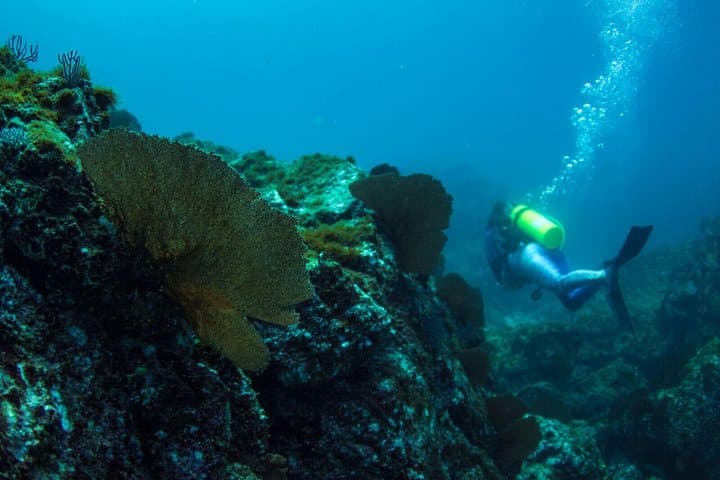 Discover Scuba Diving in Sayulita: PADI Intro Pool Session & Ocean Prep