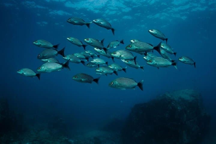 Discover Scuba Diving in Sayulita: PADI Intro Pool Session & Ocean Prep photo 2