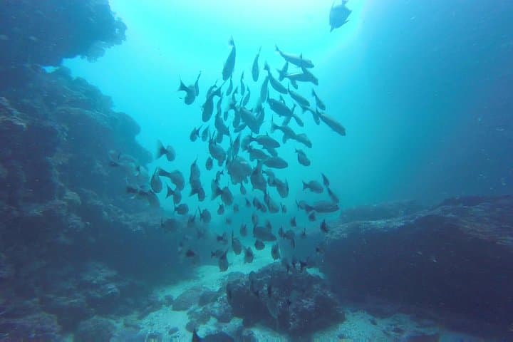 Discover Scuba Diving in Sayulita: PADI Intro Pool Session & Ocean Prep photo 6