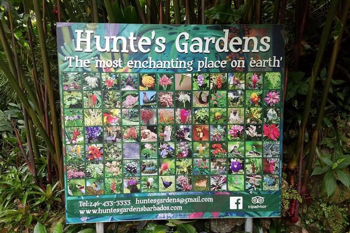 Hunte's Gardens Barbados: Explore the Lush Gully Garden of Anthony Hunte photo 5