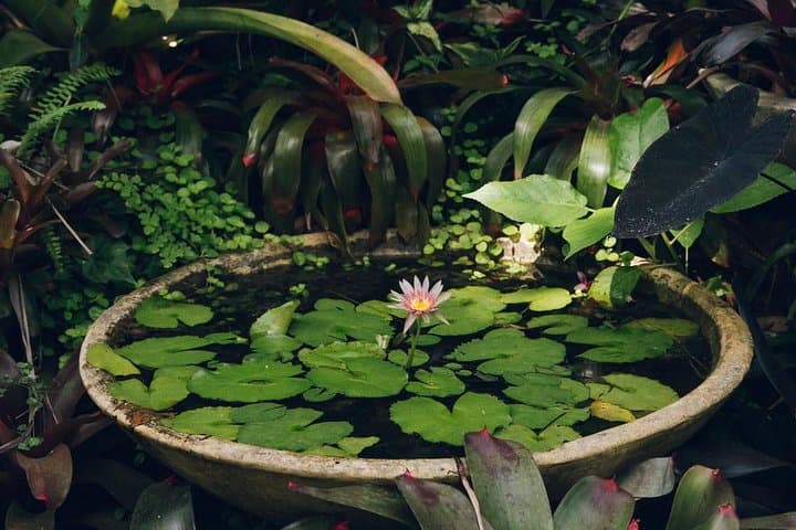 Hunte's Gardens Barbados: Explore the Lush Gully Garden of Anthony Hunte photo 6