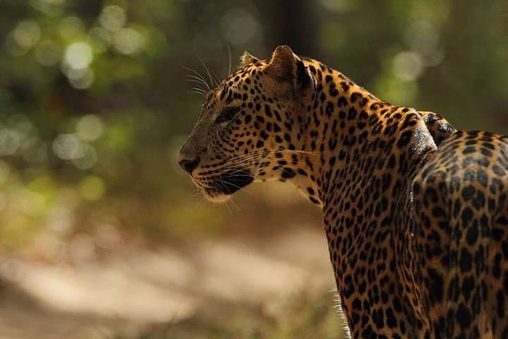 Trincomalee to Wilpattu: Full-Day Leopard Safari and Kanniya Hot Springs
