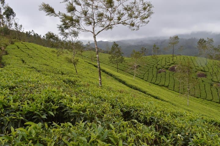 4-Day Munnar, Alleppey Houseboat & Kochi: Tea Hills to Backwater Cruise photo 1