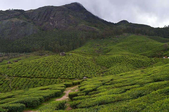 4-Day Munnar, Alleppey Houseboat & Kochi: Tea Hills to Backwater Cruise photo 4