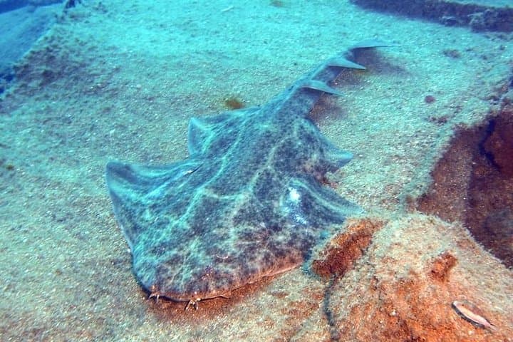 Gran Canaria 3-Day, 6-Dive Scuba Package — Reefs & Wrecks Across the Island photo 4