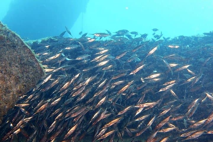 Learn to Scuba: PADI Open Water Course on Gran Canaria's Beaches photo 2