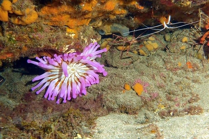 Gran Canaria 3-Day, 6-Dive Scuba Package — Reefs & Wrecks Across the Island photo 6