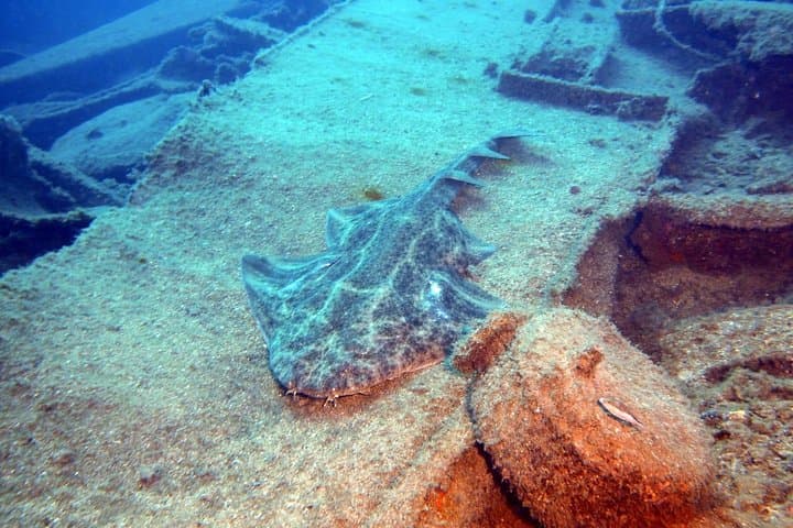 Two-Dive PADI Package in Gran Canaria: Reef, Wrecks & Coastal Walls photo 3