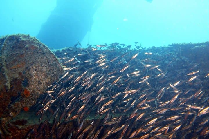 Two-Dive PADI Package in Gran Canaria: Reef, Wrecks & Coastal Walls photo 4