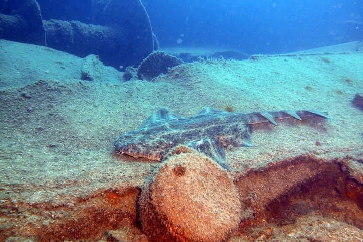 Two-Dive PADI Package in Gran Canaria: Reef, Wrecks & Coastal Walls photo 2