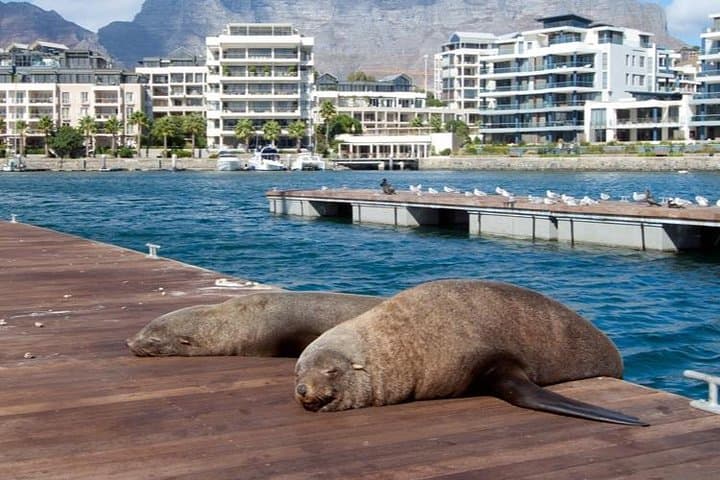 Half-Hour Seal & Harbour Cruise — V&A Waterfront, Cape Town photo 4
