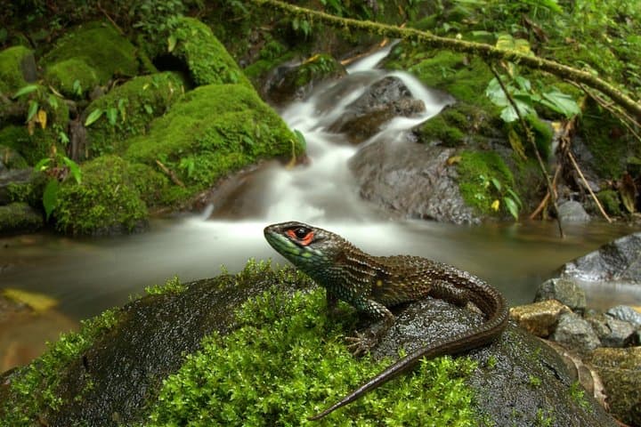 Manu Jungle Tour: 4-Day Amazon & Cloud Forest Expedition from Cusco photo 2