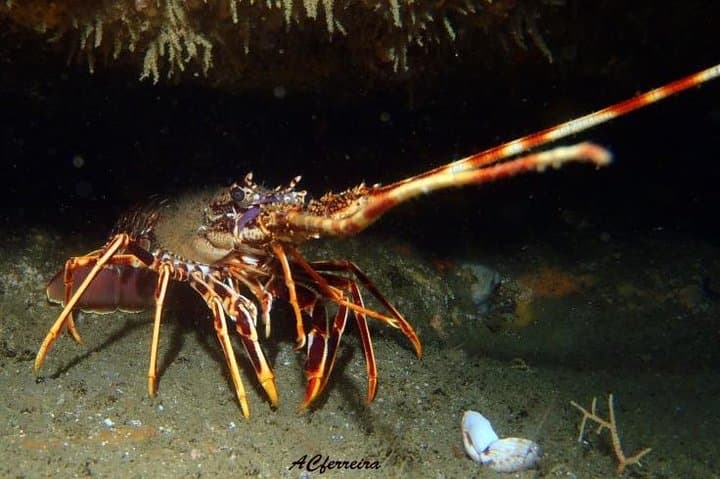 Double Dive Cascais — Two Scuba Dives Along Portugal's Rocky Coast photo 6