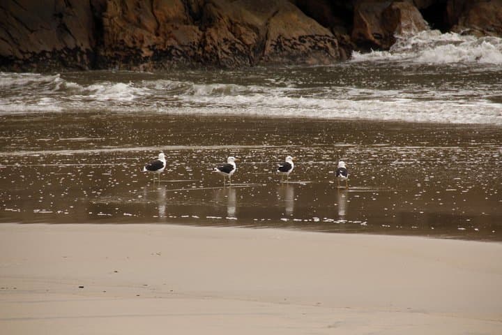 Paraty Rainforest Trek to Praia do Sono: Hike to Secluded Sono Beach photo 6
