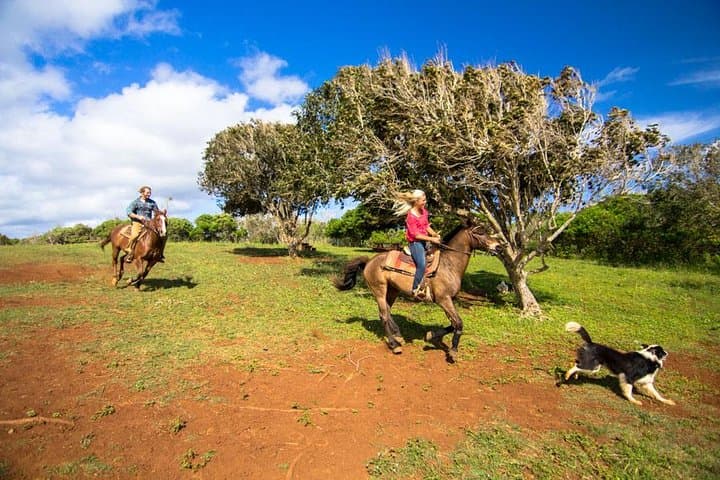 Private Advanced Trail Ride on Oahu’s North Shore — Gunstock Ranch photo 4