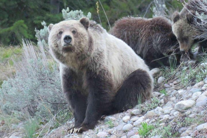 Explore Yellowstone’s Lower and Upper Loops: A Complete 2-Day Private Tour from Jackson Hole photo 2