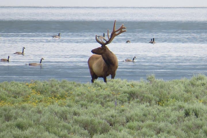 Explore Yellowstone’s Lower and Upper Loops: A Complete 2-Day Private Tour from Jackson Hole
