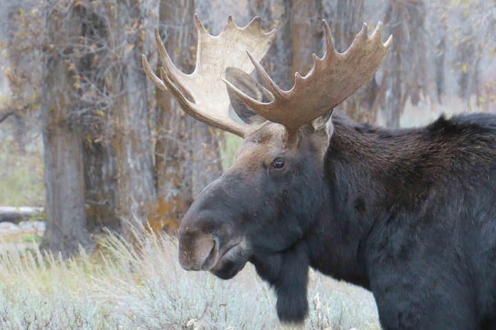 Grand Teton Private Full-Day Tour from Jackson Hole — Jenny Lake, Oxbow Bend & Mormon Row photo 4