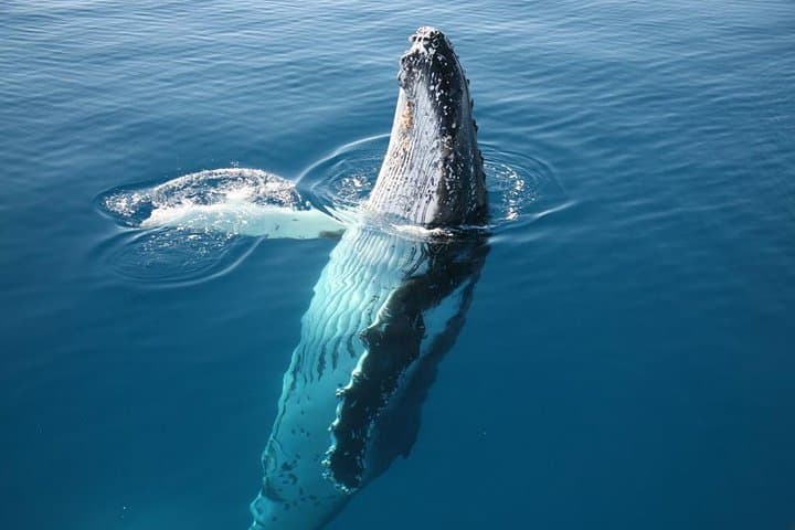 Hervey Bay Whale Watching Cruise: Up-Close Humpback Encounters from Urangan photo 5