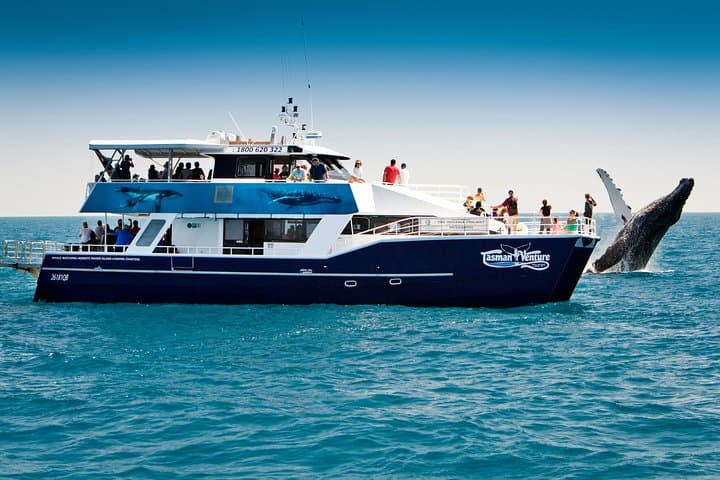 Hervey Bay Whale Watching Cruise: Up-Close Humpback Encounters from Urangan photo 3