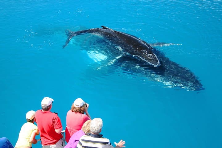 Hervey Bay Whale Watching Cruise: Up-Close Humpback Encounters from Urangan photo 2