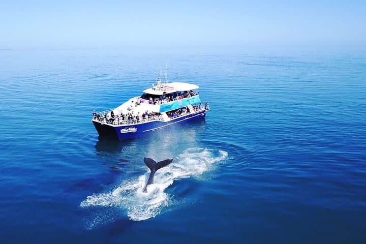 Hervey Bay Whale Watching Cruise: Up-Close Humpback Encounters from Urangan photo 4
