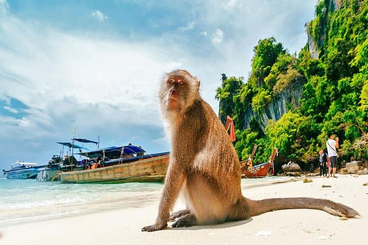 Phi Phi Islands Speedboat Day Trip from Krabi – Maya Bay & Snorkeling photo 6