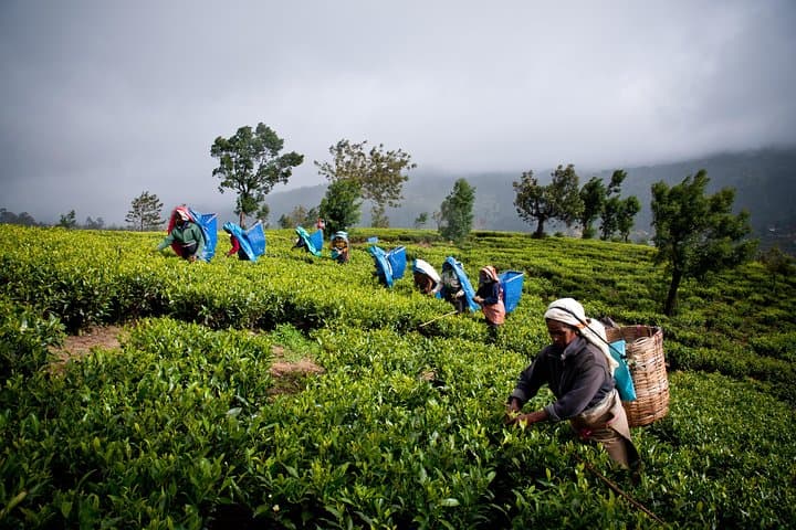 13-Day Sri Lanka Wildlife Adventure: Safaris, Whales & Highland Trains photo 3