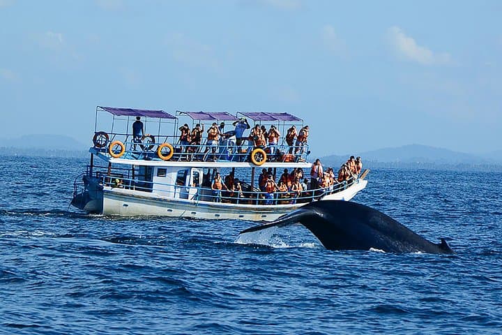 13-Day Sri Lanka Wildlife Adventure: Safaris, Whales & Highland Trains photo 4