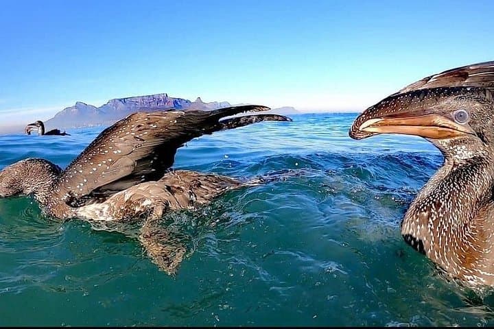 Ocean Safari: Cape Town RIB Wildlife Cruise from V&A Waterfront photo 4