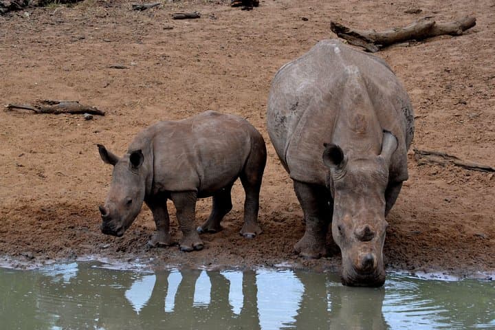 Tala Mini Day Safari — Private Game Reserve Day Trip from Durban