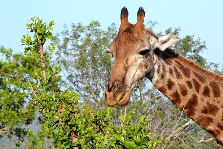 Tala Mini Day Safari — Private Game Reserve Day Trip from Durban photo 2