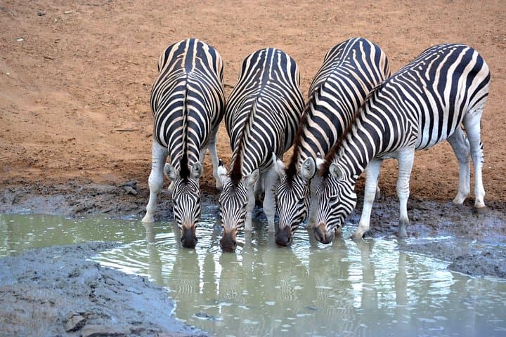 Tala Mini Day Safari — Private Game Reserve Day Trip from Durban photo 3